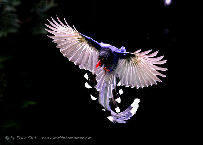 Taiwan Blue Magpie in Flight, 4